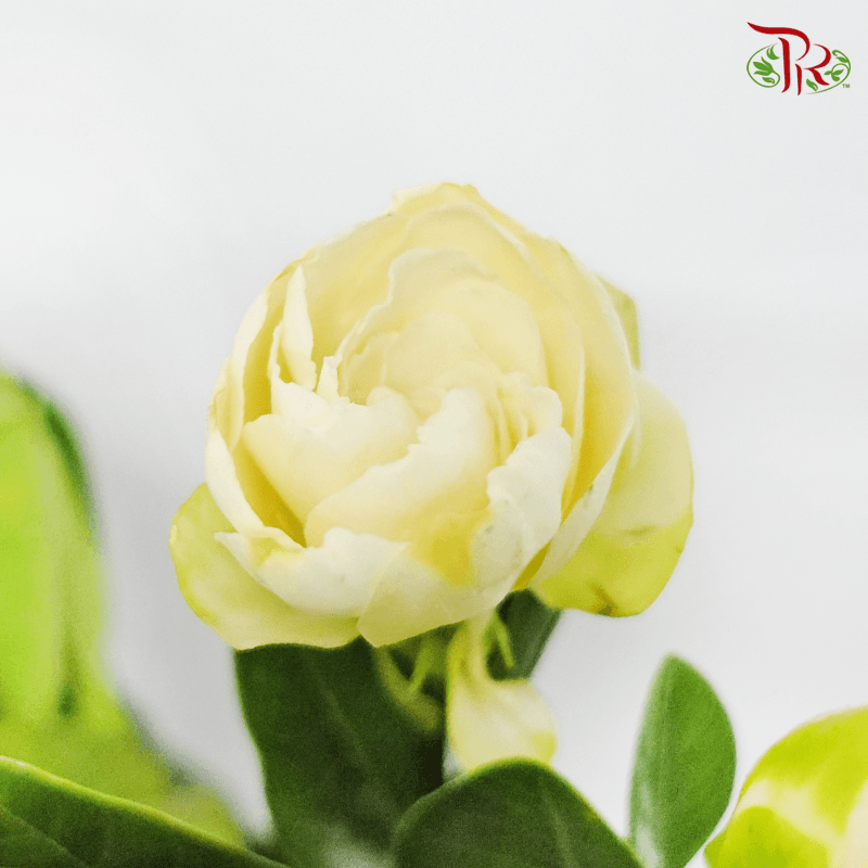 Gardenia - White (Per Bunch)-White-China-prflorist.com.my