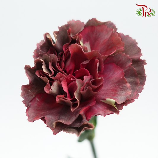 Carnation Special Colour - Gem (18-20 Stems) - Pudu Ria Florist