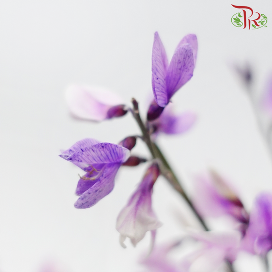 Genista - Purple (Per Bunch)-Dyed Purple-Import-prflorist.com.my