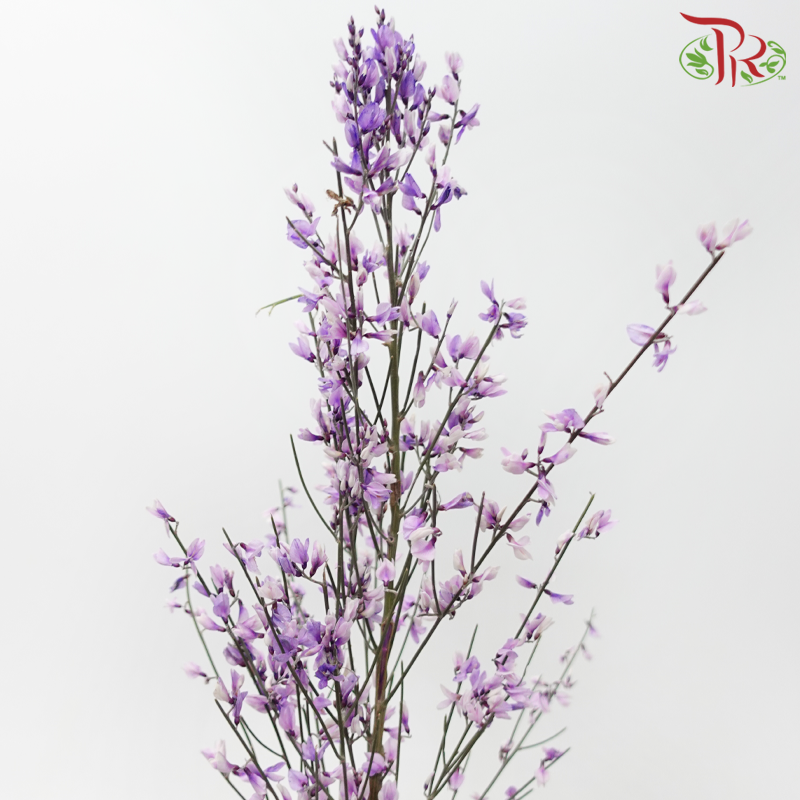 Genista - Purple (Per Bunch)-Dyed Purple-Import-prflorist.com.my