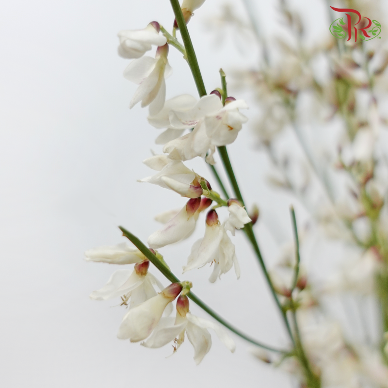 Genista - White (Per Bunch)-White-Import-prflorist.com.my