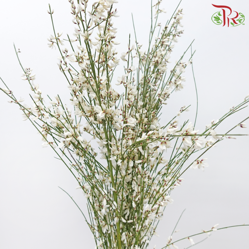 Genista - White (Per Bunch)-White-Import-prflorist.com.my