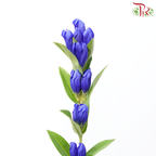 Gentiana - Blue (5 Stems)-Blue-Japan-prflorist.com.my