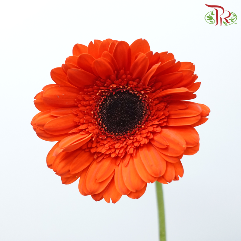 Gerbera - Aerospace Orange (9-10 Stems)-Malaysia-prflorist.com.my