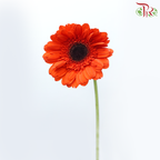 Gerbera - Aerospace Orange (9-10 Stems)-Malaysia-prflorist.com.my