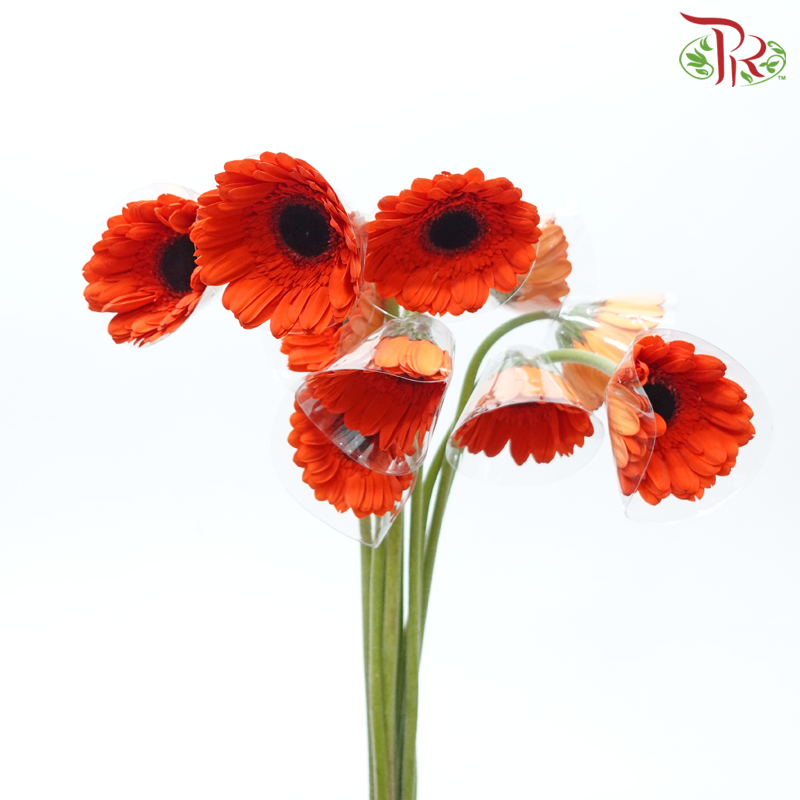 Gerbera - Aerospace Orange (9-10 Stems)-Malaysia-prflorist.com.my
