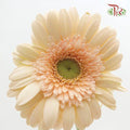 Gerbera - Beige (9-10 Stems)-Beige-Malaysia-prflorist.com.my