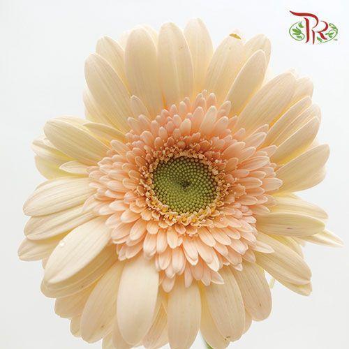 Gerbera - Beige (9-10 Stems)-Beige-Malaysia-prflorist.com.my