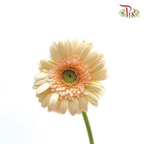 Gerbera - Beige (9-10 Stems)-Beige-Malaysia-prflorist.com.my