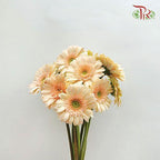 Gerbera - Beige (9-10 Stems)-Beige-Malaysia-prflorist.com.my