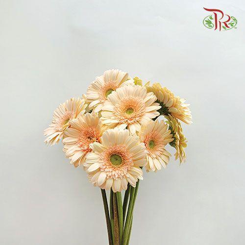 Gerbera - Beige (9-10 Stems)-Beige-Malaysia-prflorist.com.my
