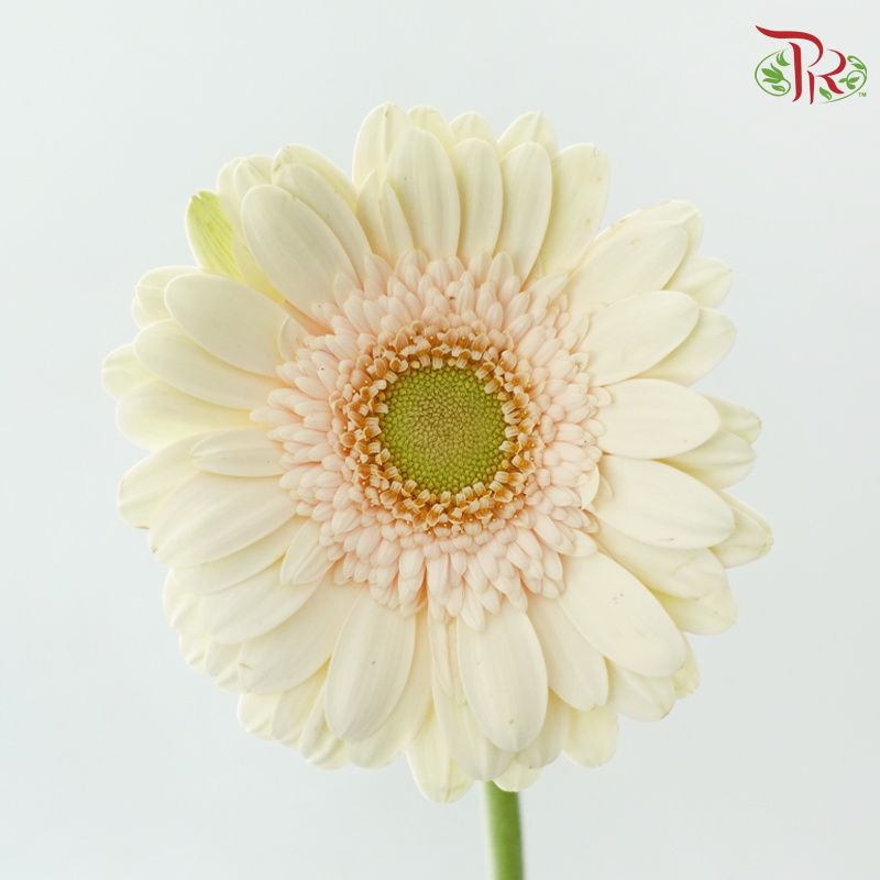 Gerbera - Beige (9-10 Stems)-Beige-Malaysia-prflorist.com.my