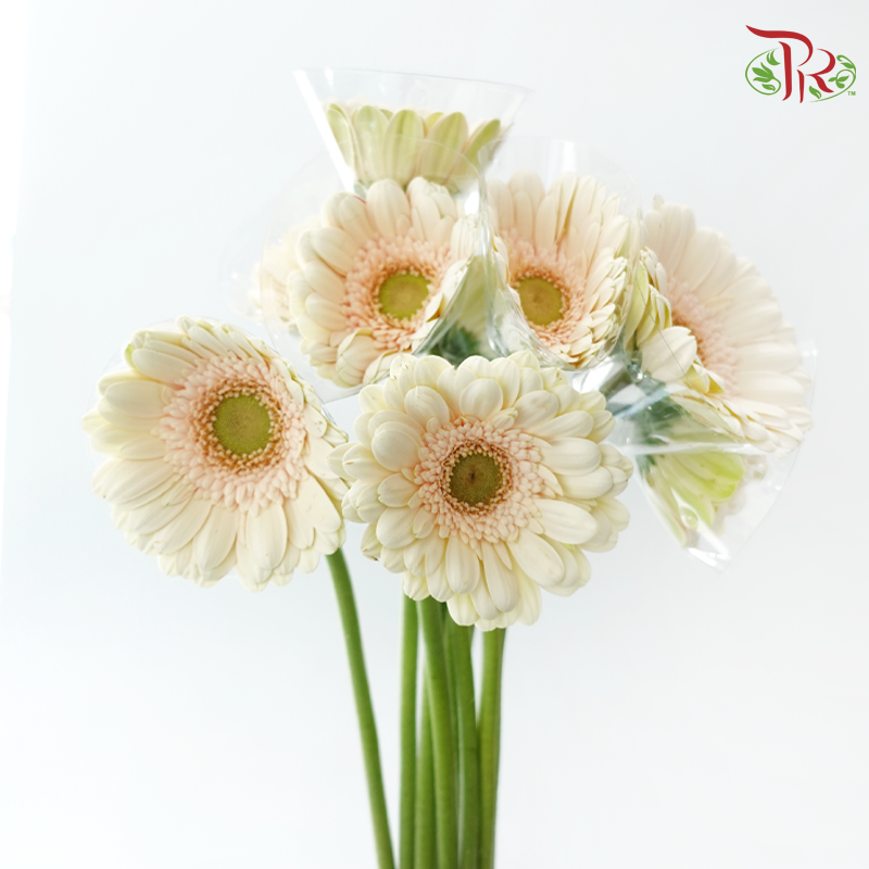 Gerbera - Beige (9-10 Stems)-Beige-Malaysia-prflorist.com.my