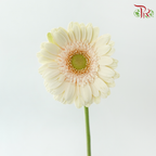 Gerbera - Beige (9-10 Stems)-Beige-Malaysia-prflorist.com.my