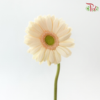 Gerbera - Beige (9-10 Stems)-Beige-Malaysia-prflorist.com.my