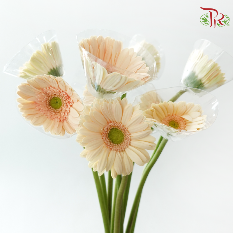 Gerbera - Beige (9-10 Stems)-Beige-Malaysia-prflorist.com.my