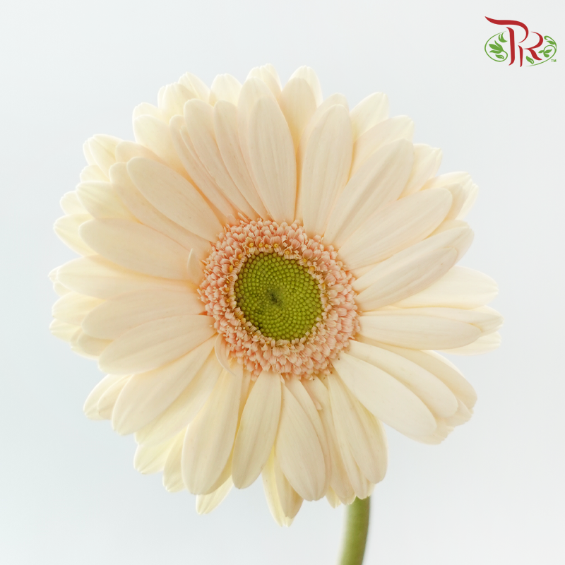 Gerbera - Beige (9-10 Stems)-Beige-Malaysia-prflorist.com.my