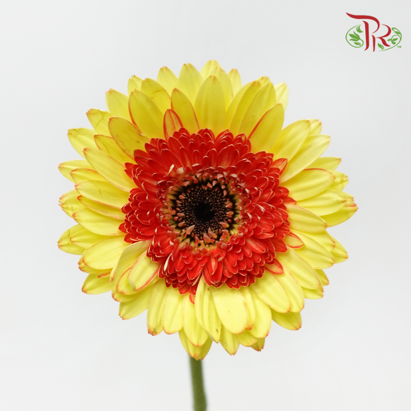 Gerbera - Bicolour Yellow (9-10 Stems)-Yellow-Malaysia-prflorist.com.my