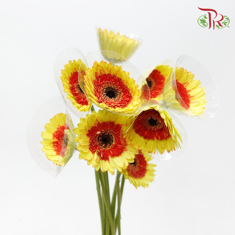 Gerbera - Bicolour Yellow (9-10 Stems)-Yellow-Malaysia-prflorist.com.my