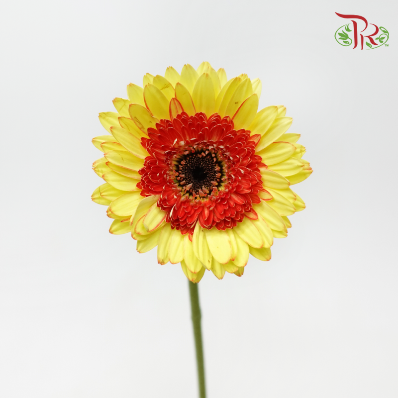 Gerbera - Bicolour Yellow (9-10 Stems)-Yellow-Malaysia-prflorist.com.my