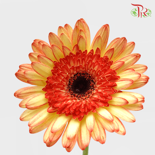 Gerbera - Bicolour Yellow (9-10 Stems)-Yellow-Malaysia-prflorist.com.my