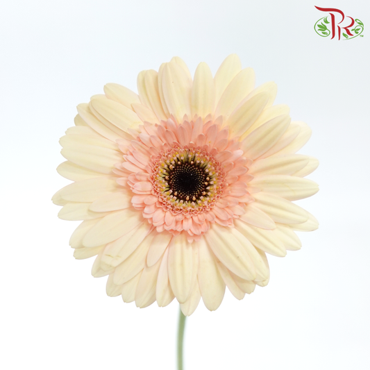 Gerbera - Bisque Beige (9-10 Stems)-Malaysia-prflorist.com.my