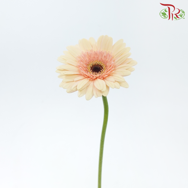 Gerbera - Bisque Beige (9-10 Stems)-Malaysia-prflorist.com.my