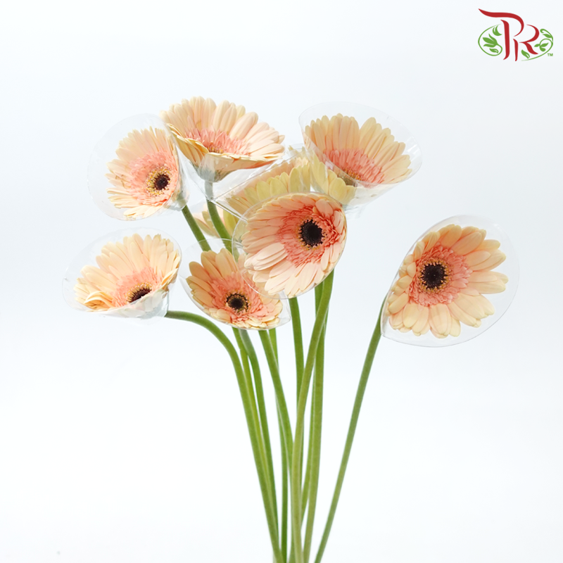 Gerbera - Bisque Beige (9-10 Stems)-Malaysia-prflorist.com.my