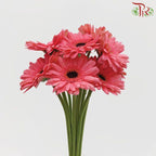 Gerbera - Carmine Pink (9-10 stems)-Pink-Malaysia-prflorist.com.my
