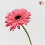 Gerbera - Carmine Pink (9-10 stems)-Pink-Malaysia-prflorist.com.my