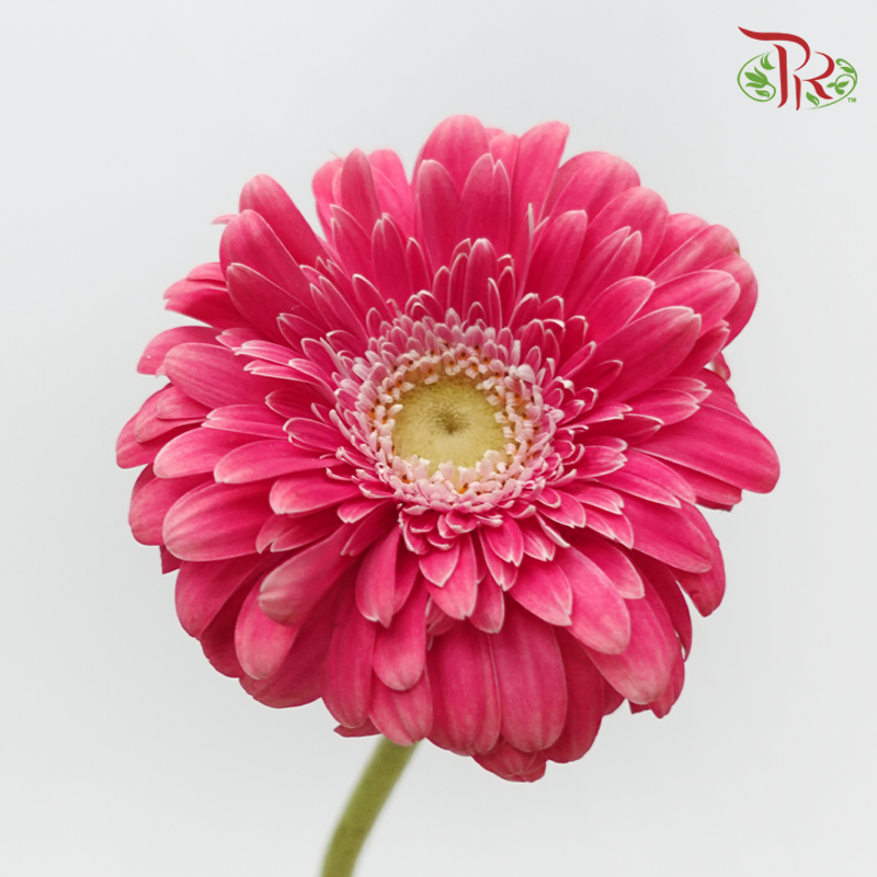 Gerbera - Cerise Pink (9-10 Stems)-Dark Pink-Malaysia-prflorist.com.my