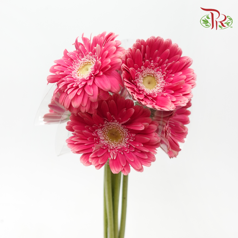 Gerbera - Cerise Pink (9-10 Stems)-Dark Pink-Malaysia-prflorist.com.my