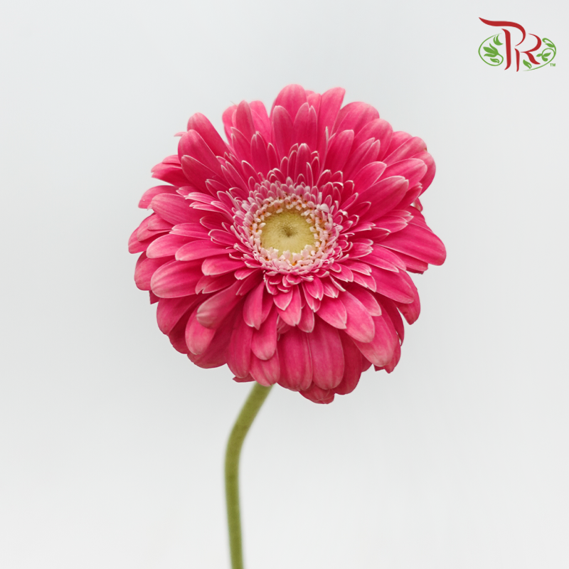 Gerbera - Cerise Pink (9-10 Stems)-Dark Pink-Malaysia-prflorist.com.my