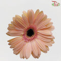 Gerbera - Champagne (9-10 Stems)-Malaysia-prflorist.com.my