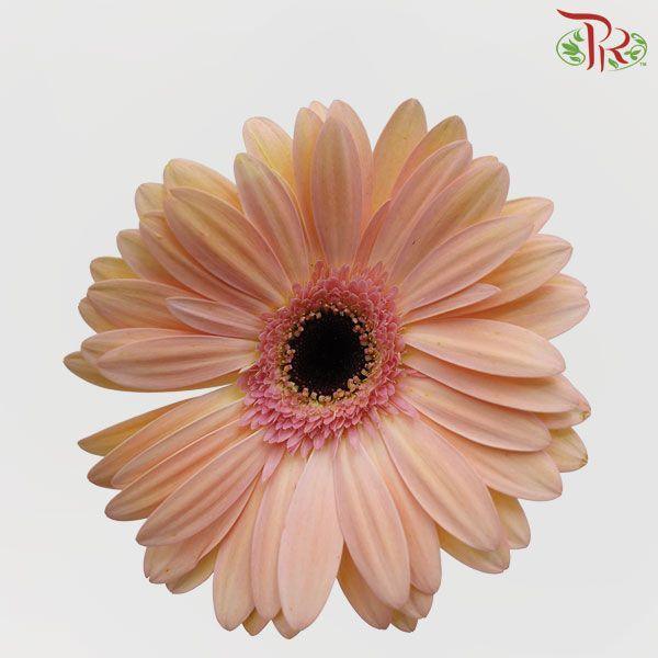 Gerbera - Champagne (9-10 Stems)-Malaysia-prflorist.com.my
