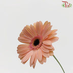 Gerbera - Champagne (9-10 Stems)-Malaysia-prflorist.com.my