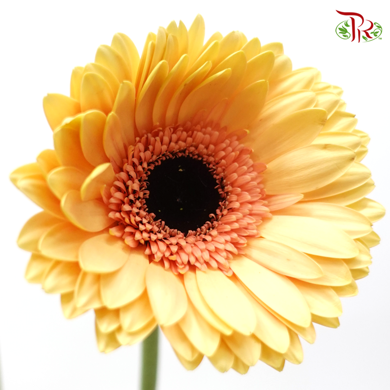 Gerbera - Dark Beige (9-10 Stems)-Malaysia-prflorist.com.my