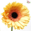Gerbera - Dark Beige (9-10 Stems)-Malaysia-prflorist.com.my