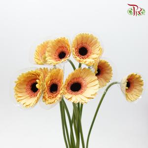 Gerbera - Dark Beige (9-10 Stems)-Malaysia-prflorist.com.my