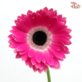 Gerbera - Dark Cherry Pink With Outline Heart (9-10 Stems)-Malaysia-prflorist.com.my
