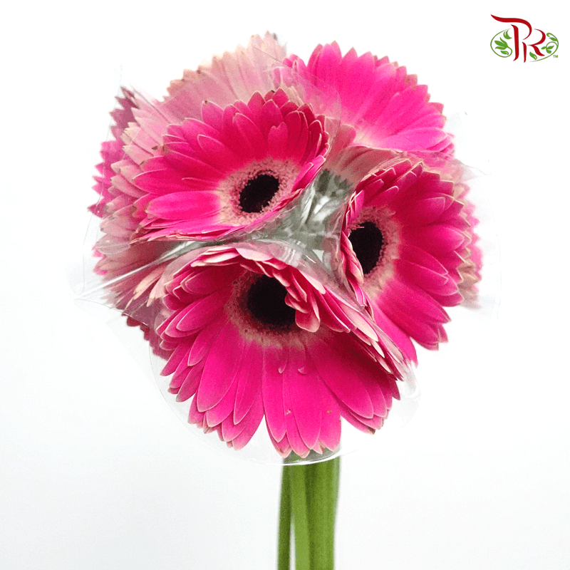 Gerbera - Dark Cherry Pink With Outline Heart (9-10 Stems)-Malaysia-prflorist.com.my
