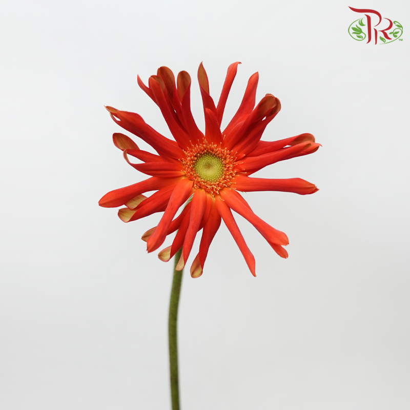 Gerbera Gemini / Pasta - Orange Red (9-10 stems)-Orange-China-prflorist.com.my