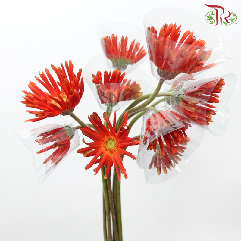Gerbera Gemini / Pasta - Orange Red (9-10 stems)-Orange-China-prflorist.com.my
