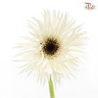 Gerbera Gemini / Pasta - White (9-10 Stems)-White-China-prflorist.com.my