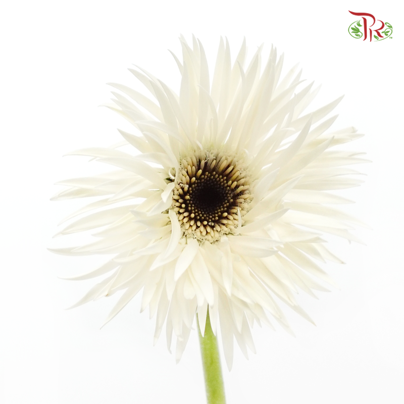 Gerbera Gemini / Pasta - White (9-10 Stems)-White-China-prflorist.com.my