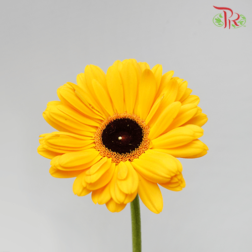 Gerbera - Golden Yellow (9-10 Stems)-Malaysia-prflorist.com.my