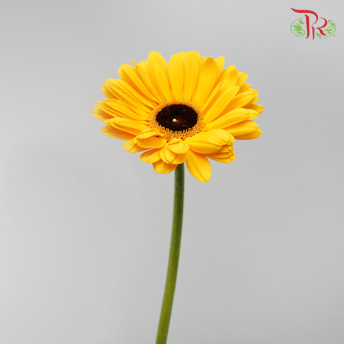 Gerbera - Golden Yellow (9-10 Stems)-Malaysia-prflorist.com.my