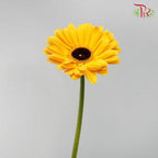 Gerbera - Golden Yellow (9-10 Stems)-Malaysia-prflorist.com.my