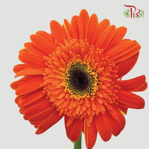 Gerbera- International Orange (9-10 Stems)-Malaysia-prflorist.com.my