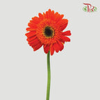 Gerbera- International Orange (9-10 Stems)-Malaysia-prflorist.com.my